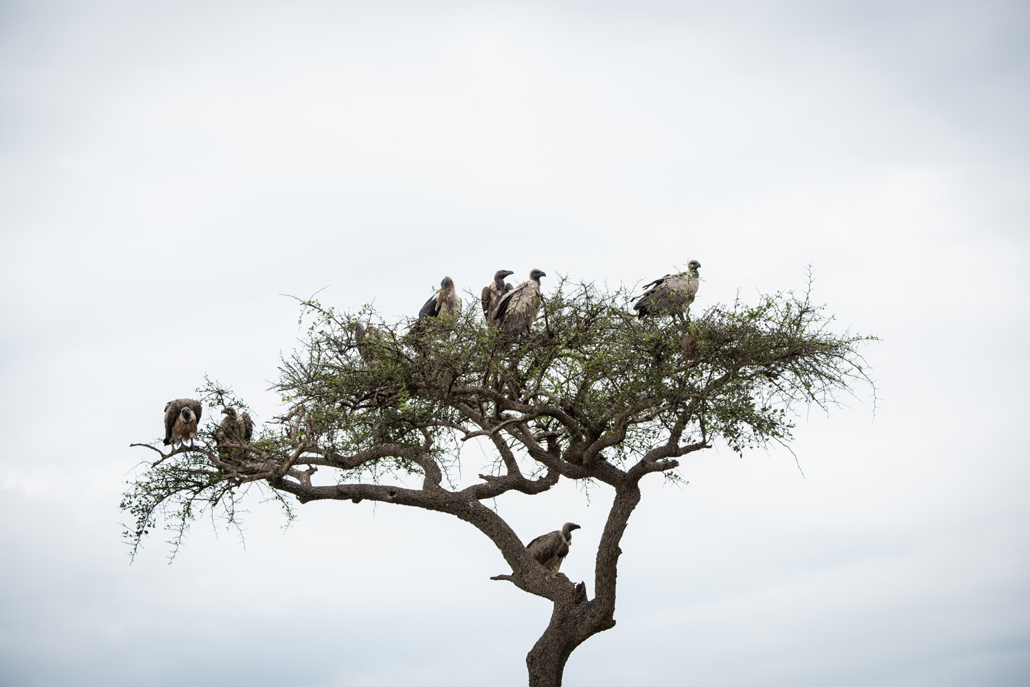 Vultures sitting in a tree