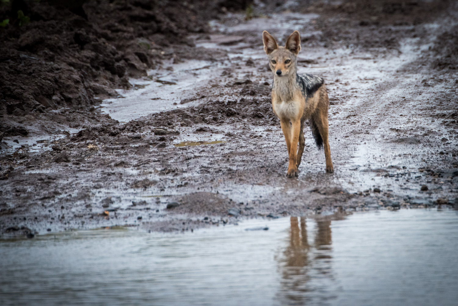 Lone jakal in the rain maasai mara