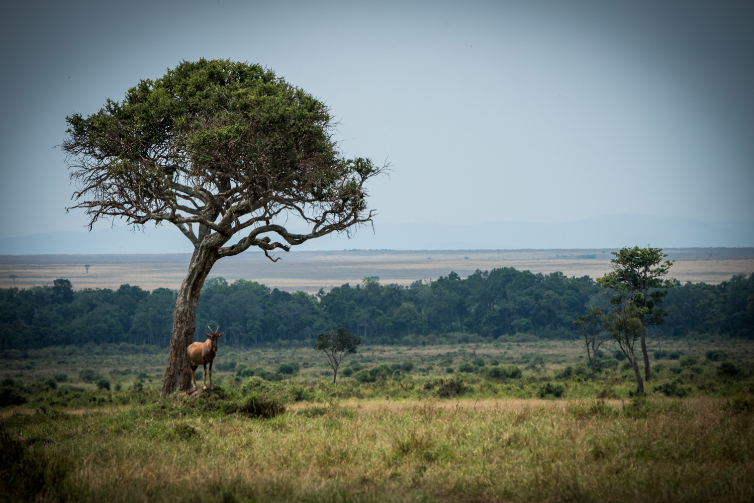 Topi and the tree in kenyan plains