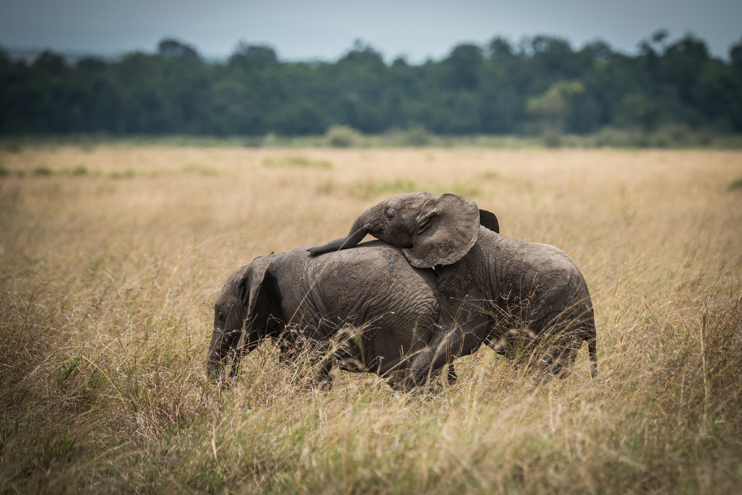 Baby elephants playing with eachother