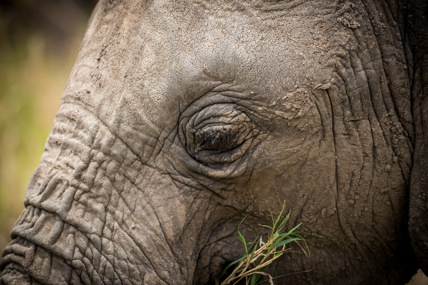 Elephants eye portrait