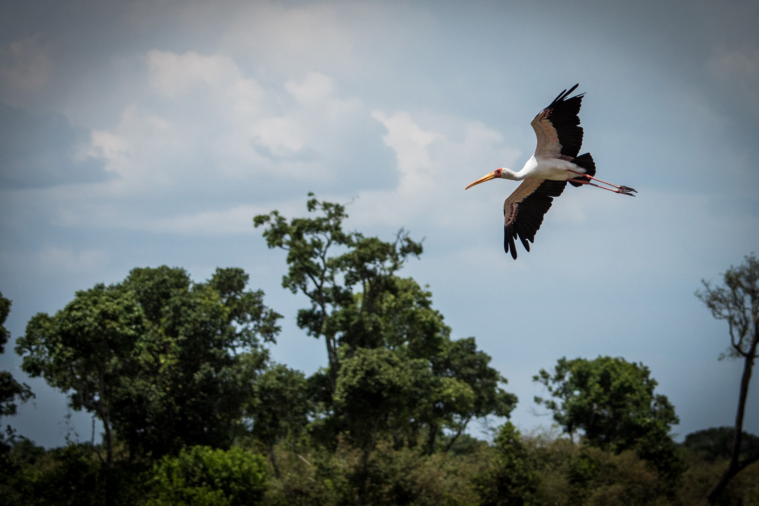 Ibis in flight on kenyan safari