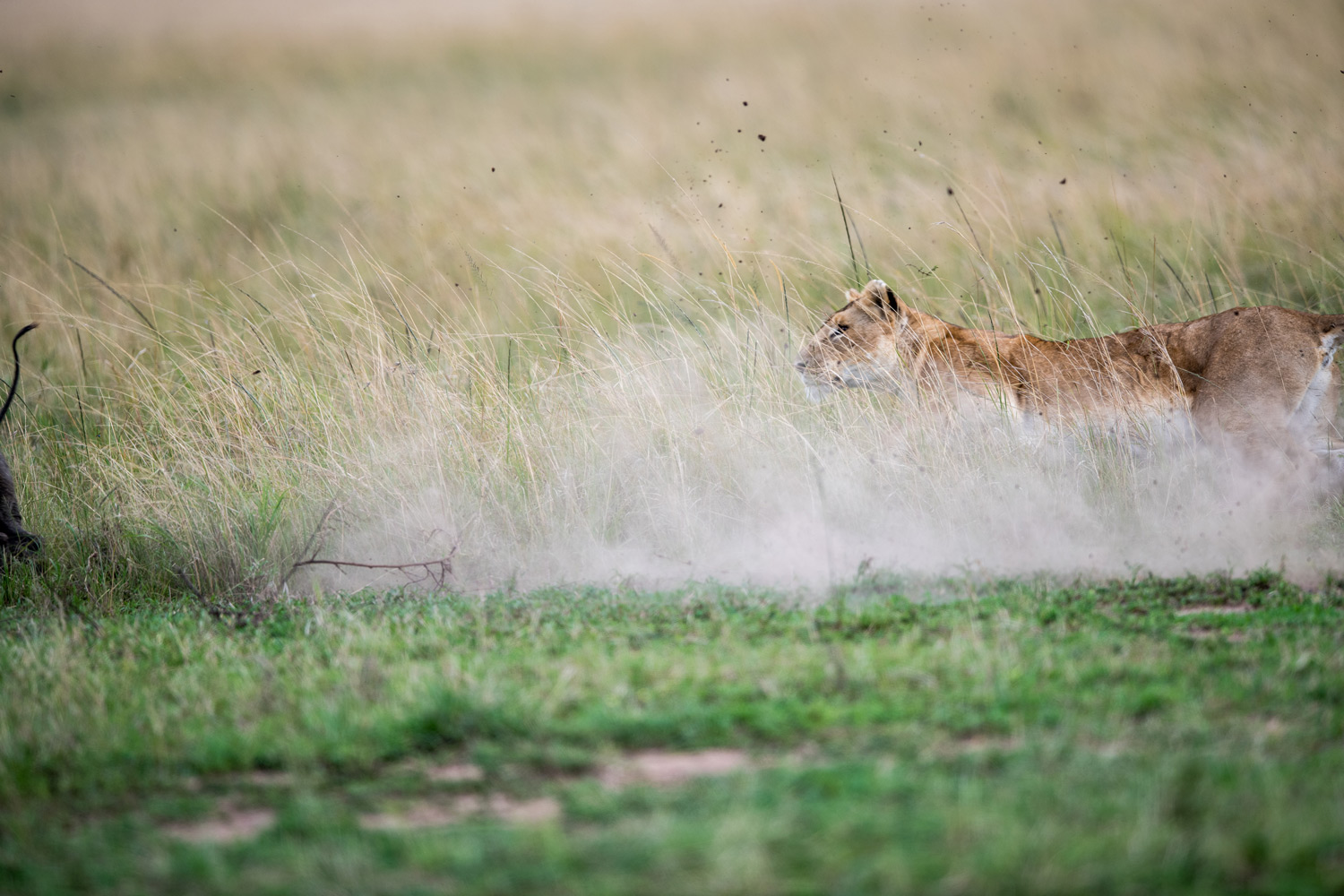 Lion chasing her prey