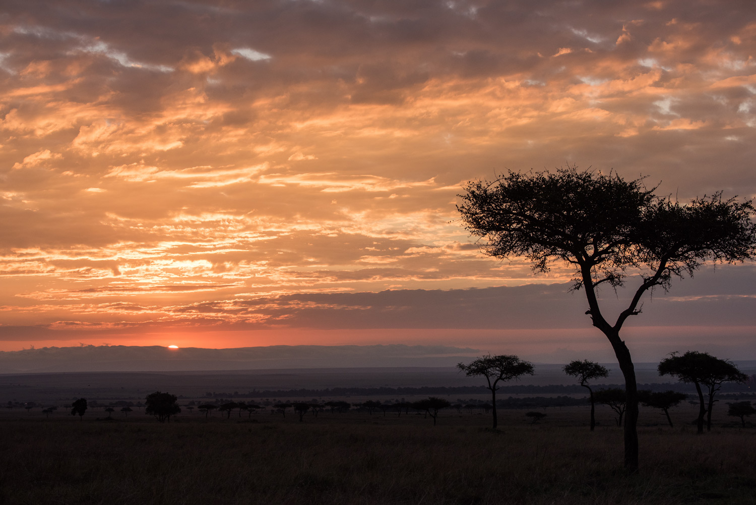 Maasai mara sunrise 