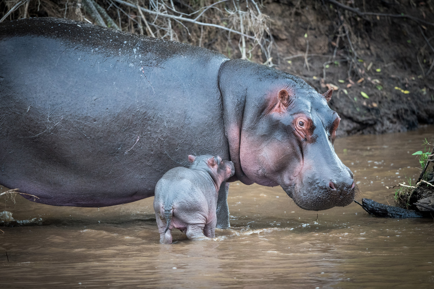 baby hippo only a few hours old with mom 