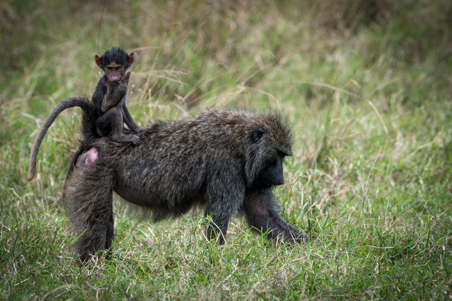 Baby monkey on moms back 