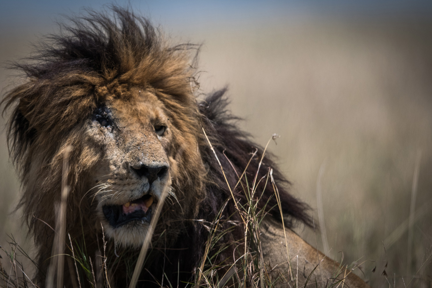 legendary lion scar in kenya's maasai mara