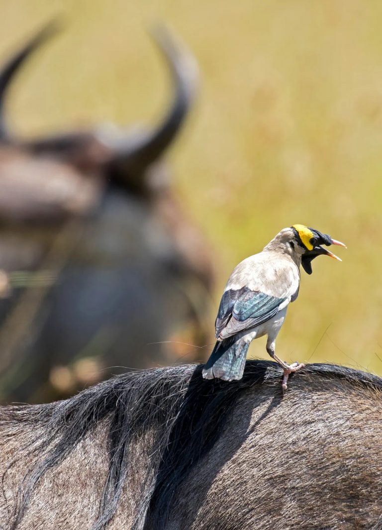 Migration stowaway