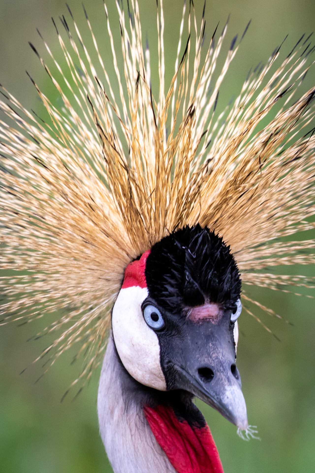 CRANE HEADSHOT