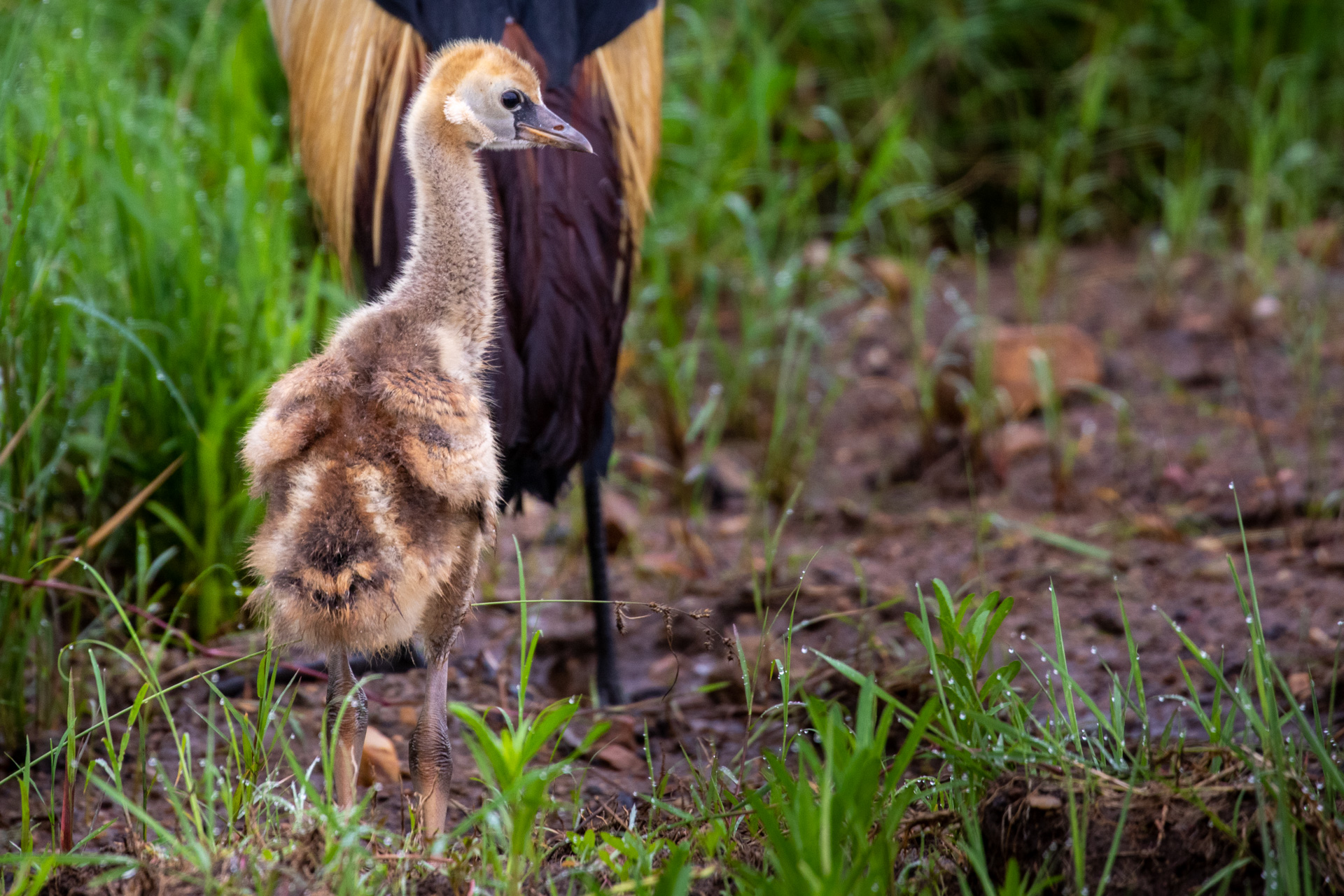 CRANE CHICK