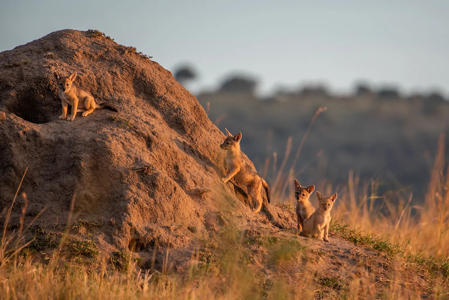 Jackal Pups