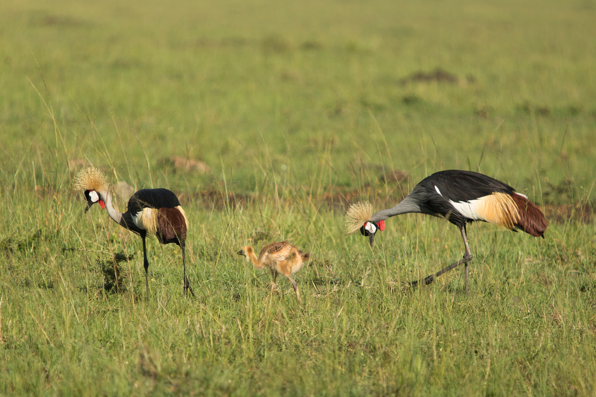 Crowned-cranes with chick