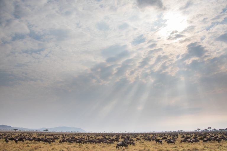 Rays over the migration Maasai Mara