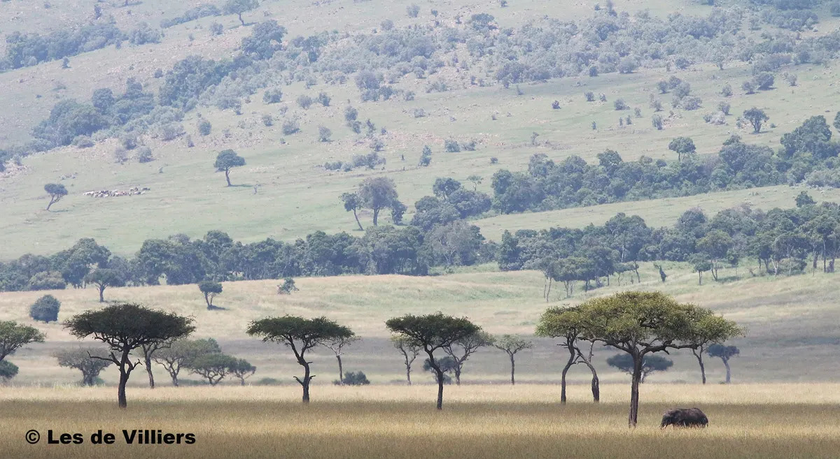 Mara Spotted Plains