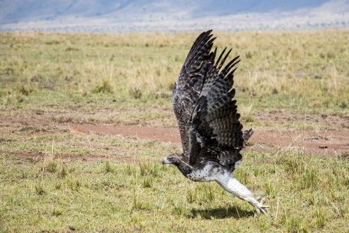 A Martial eagle in full flight