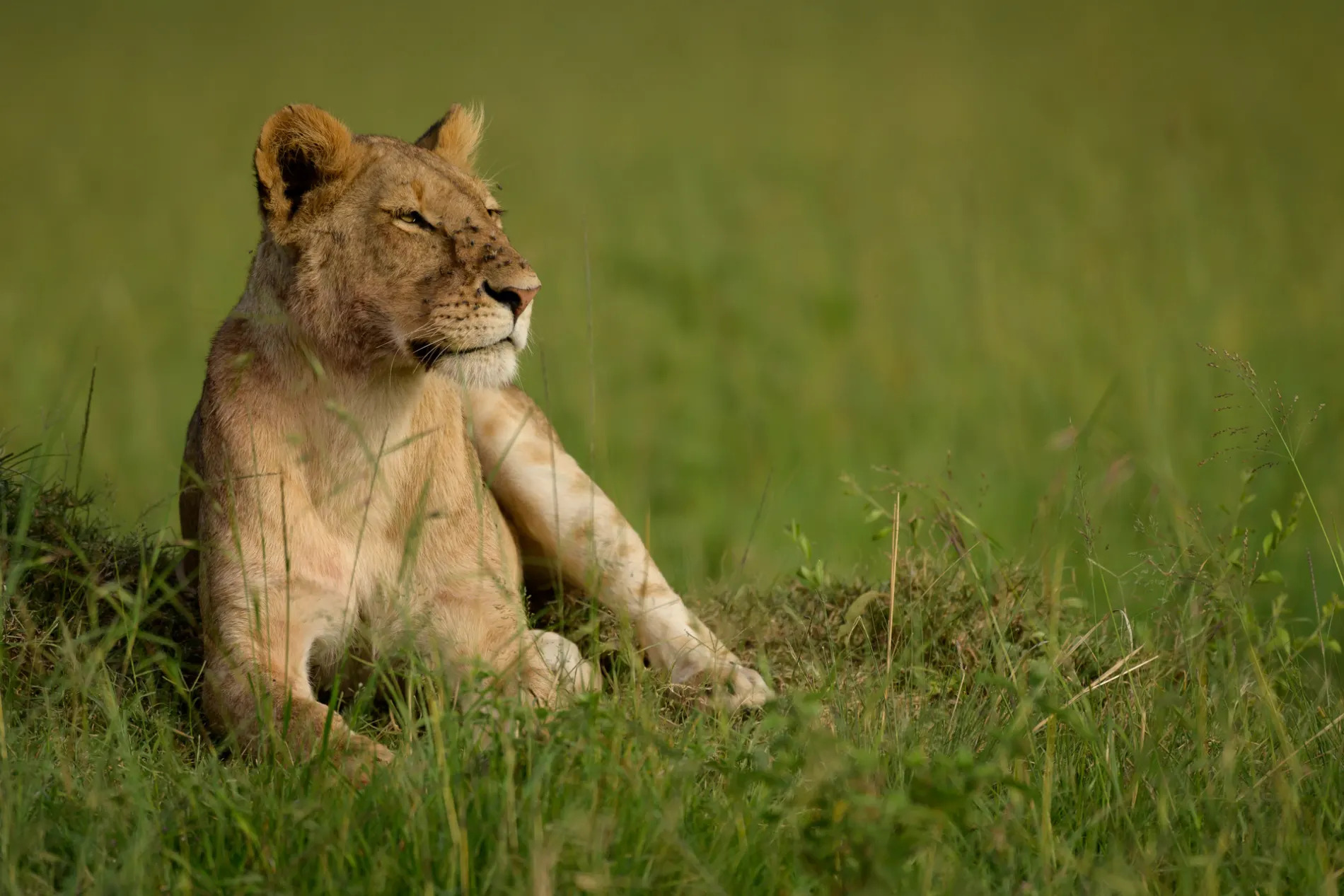 Lioness and green sitting
