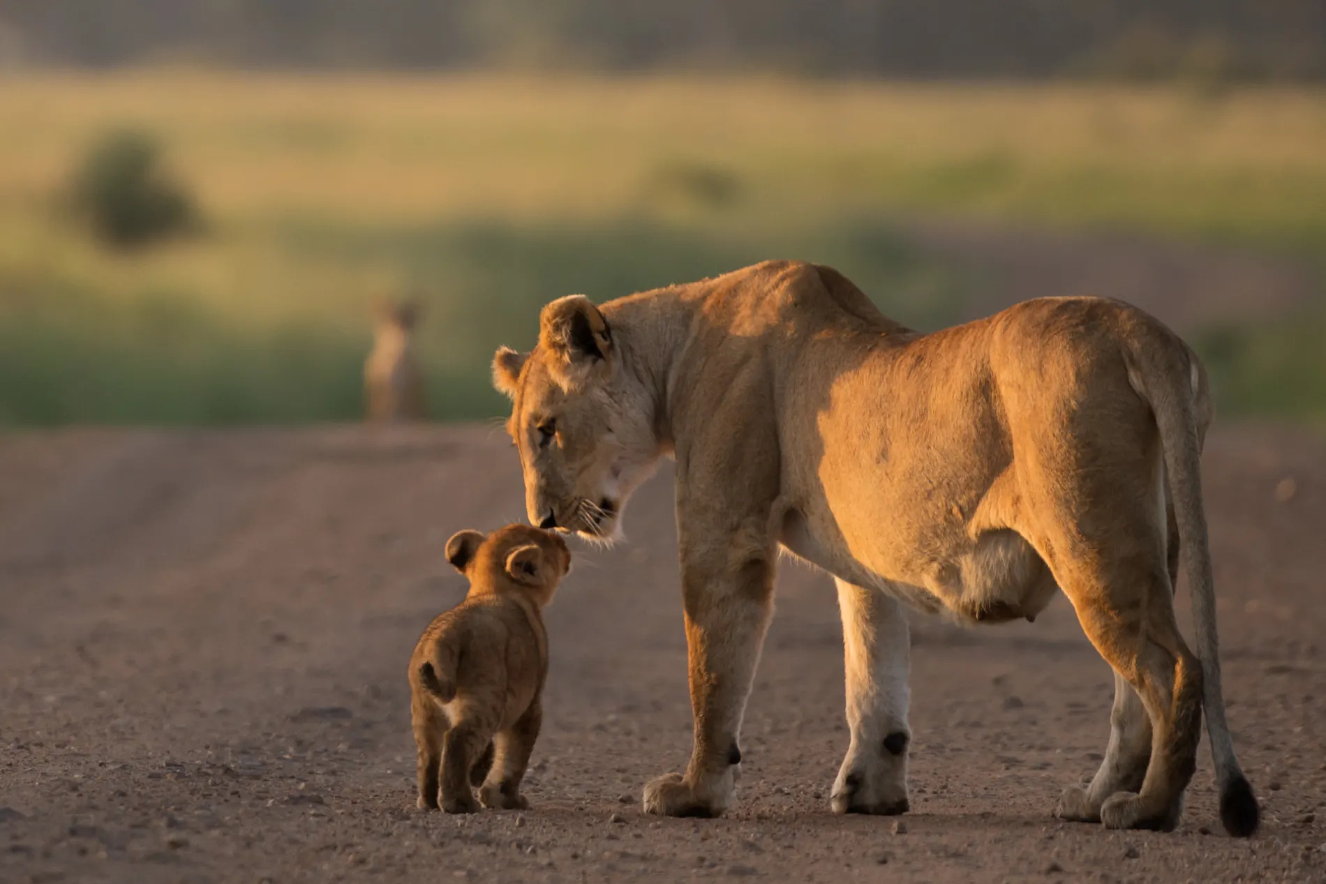 lion and cub