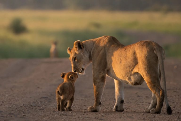 Lioness and cub