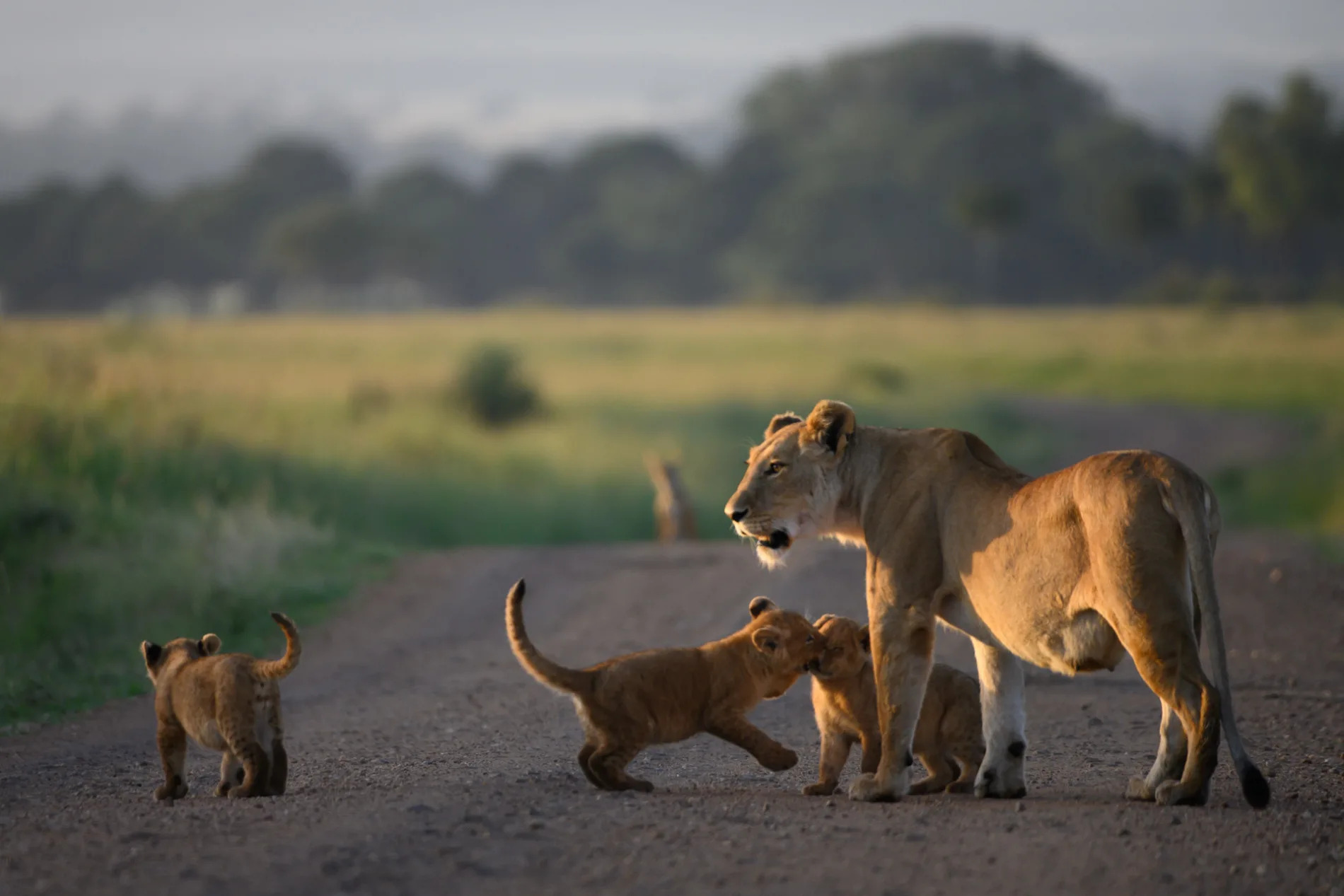 Lion and Cubs