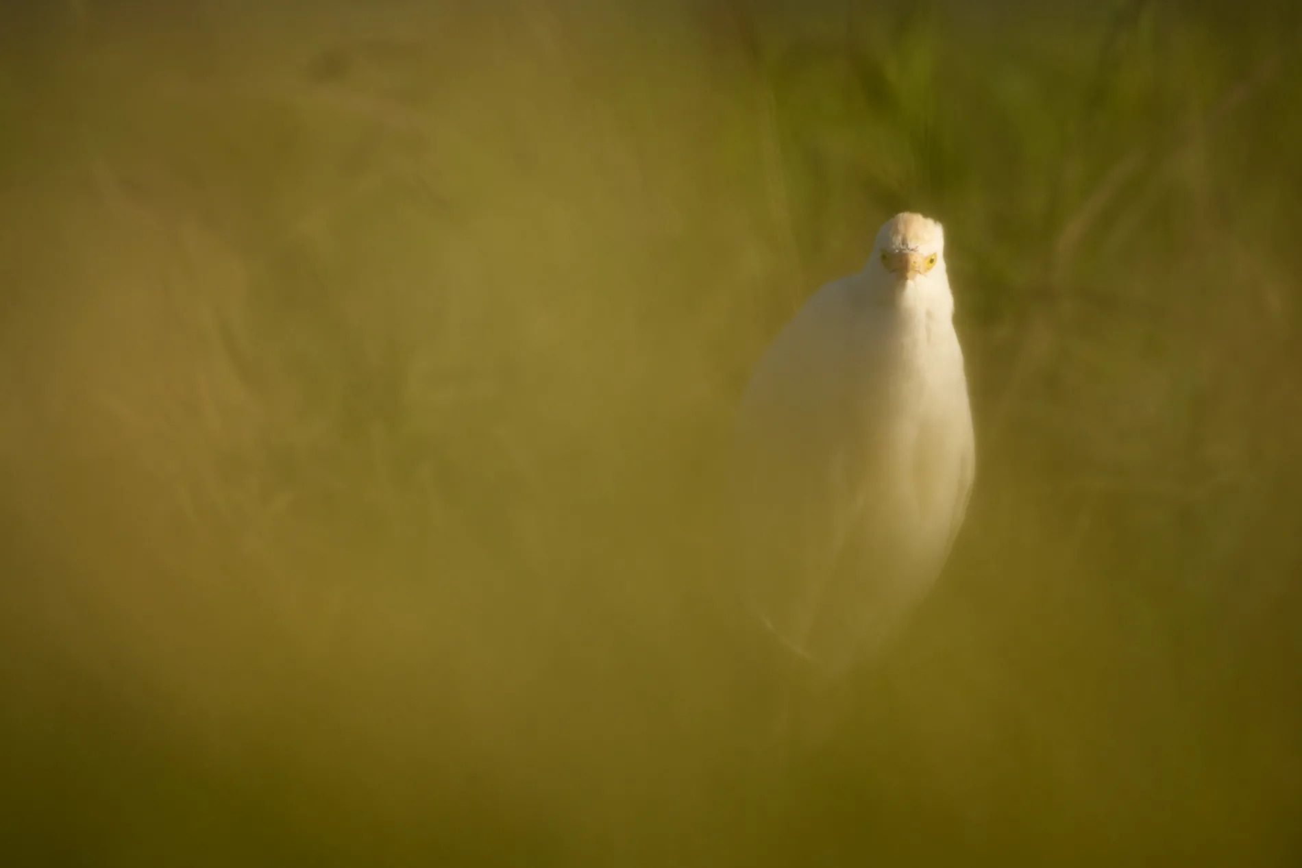 Cattle Egret 