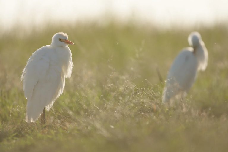 Little Egret