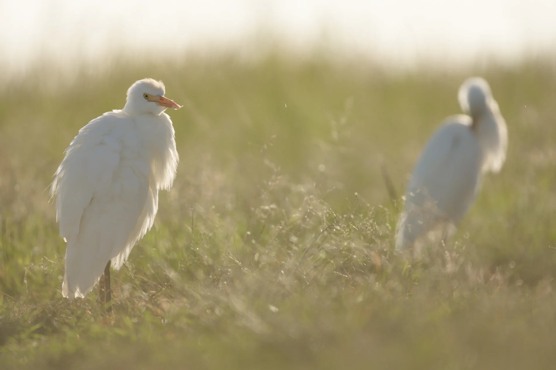 Cattle Egrets