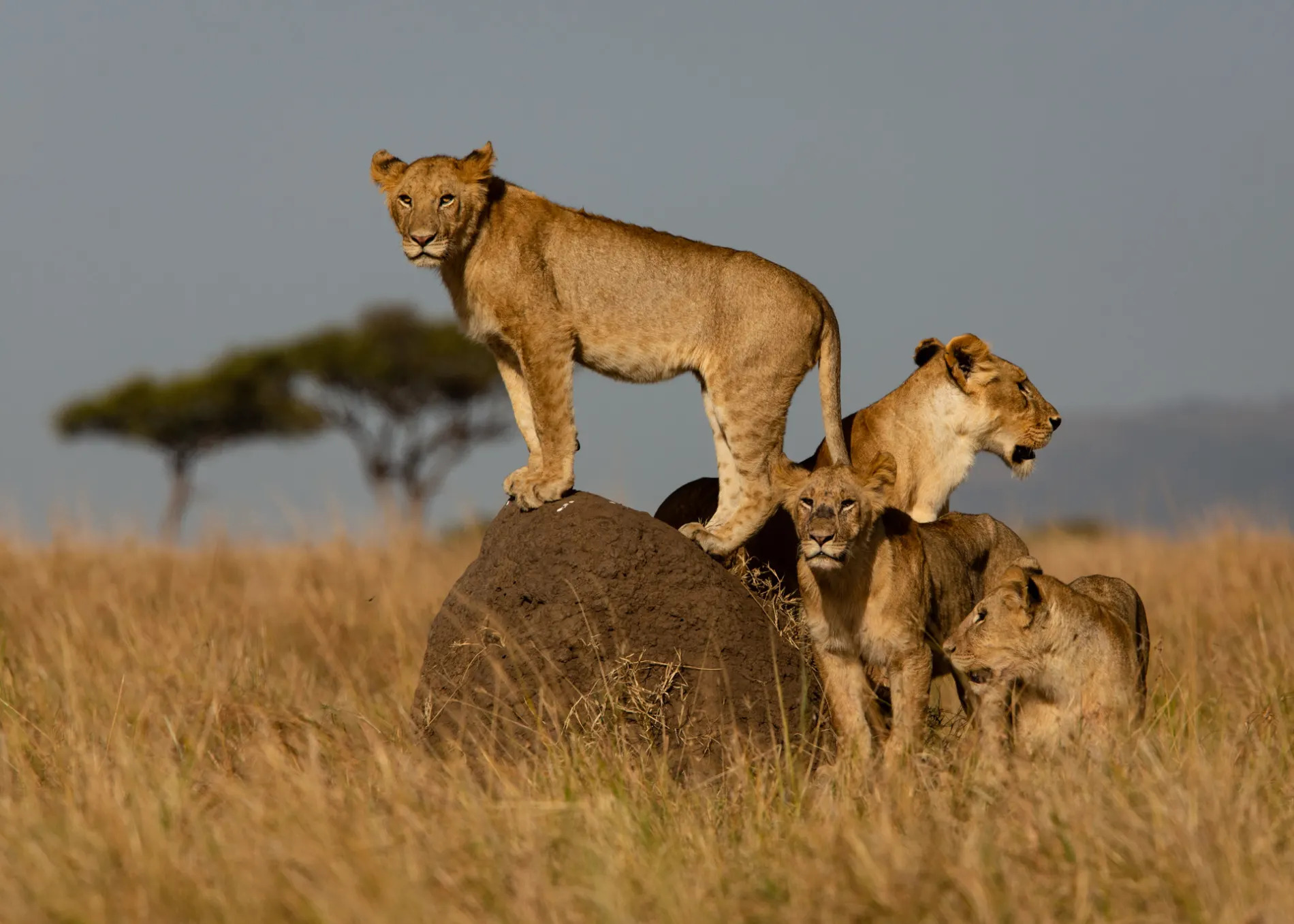 Lions on a termite mound