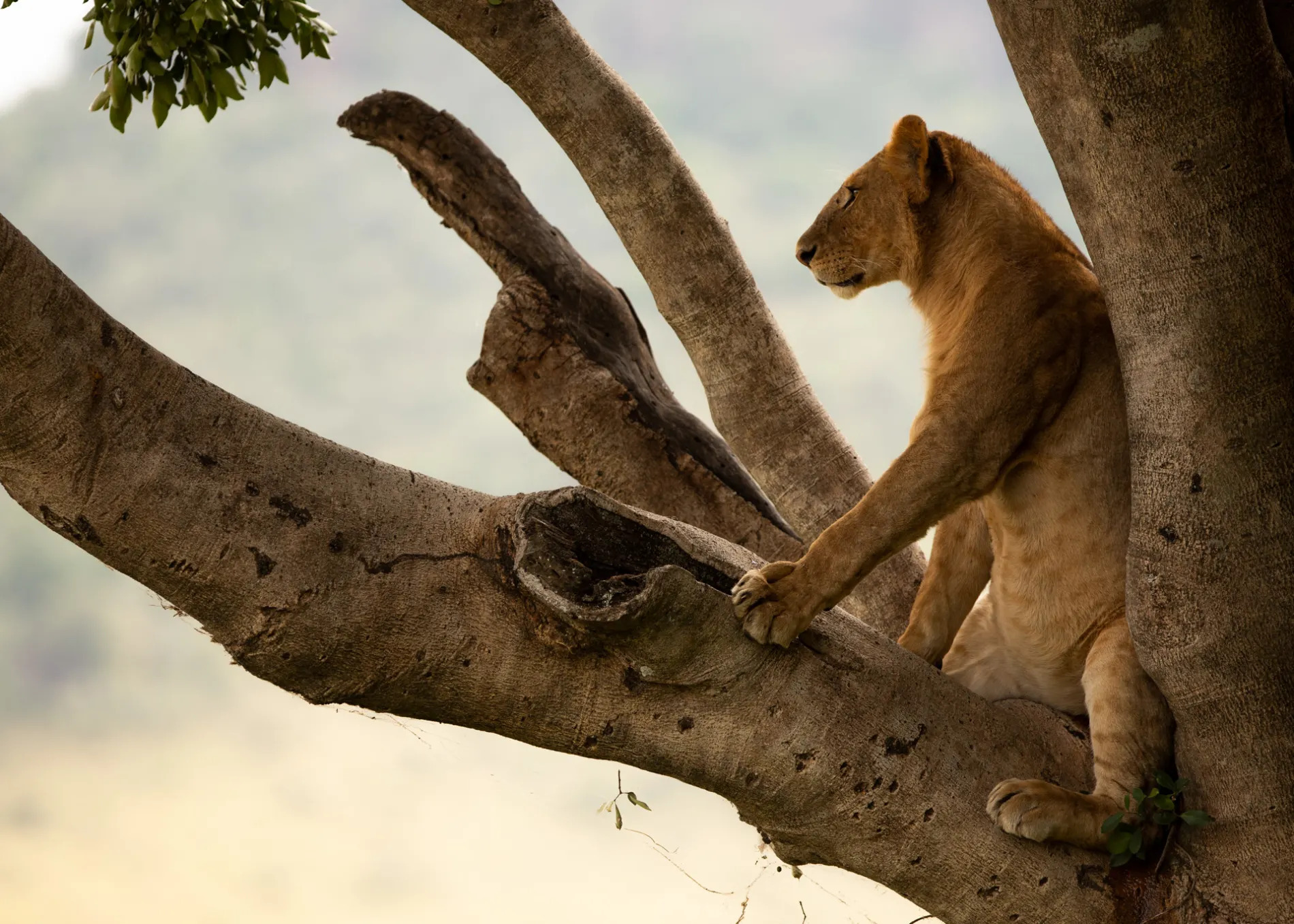 Young lion in tree