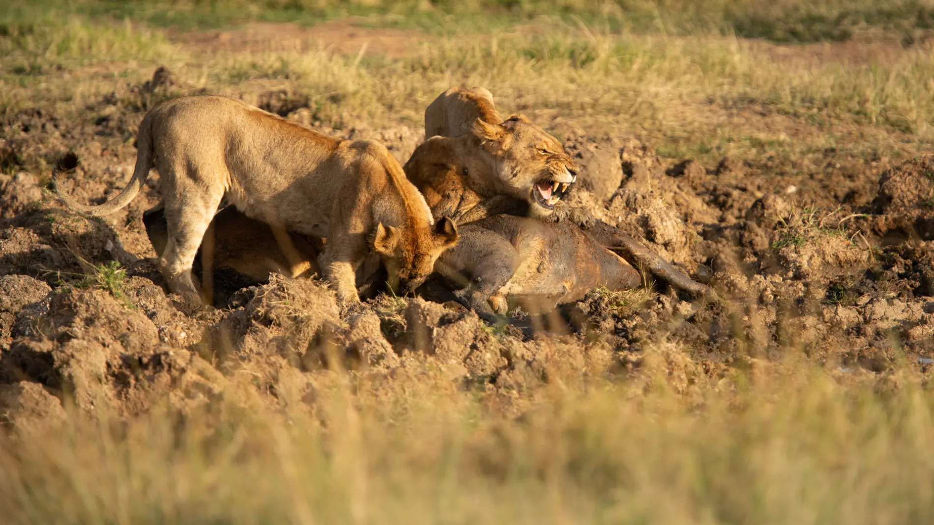 Lion pride on a kill