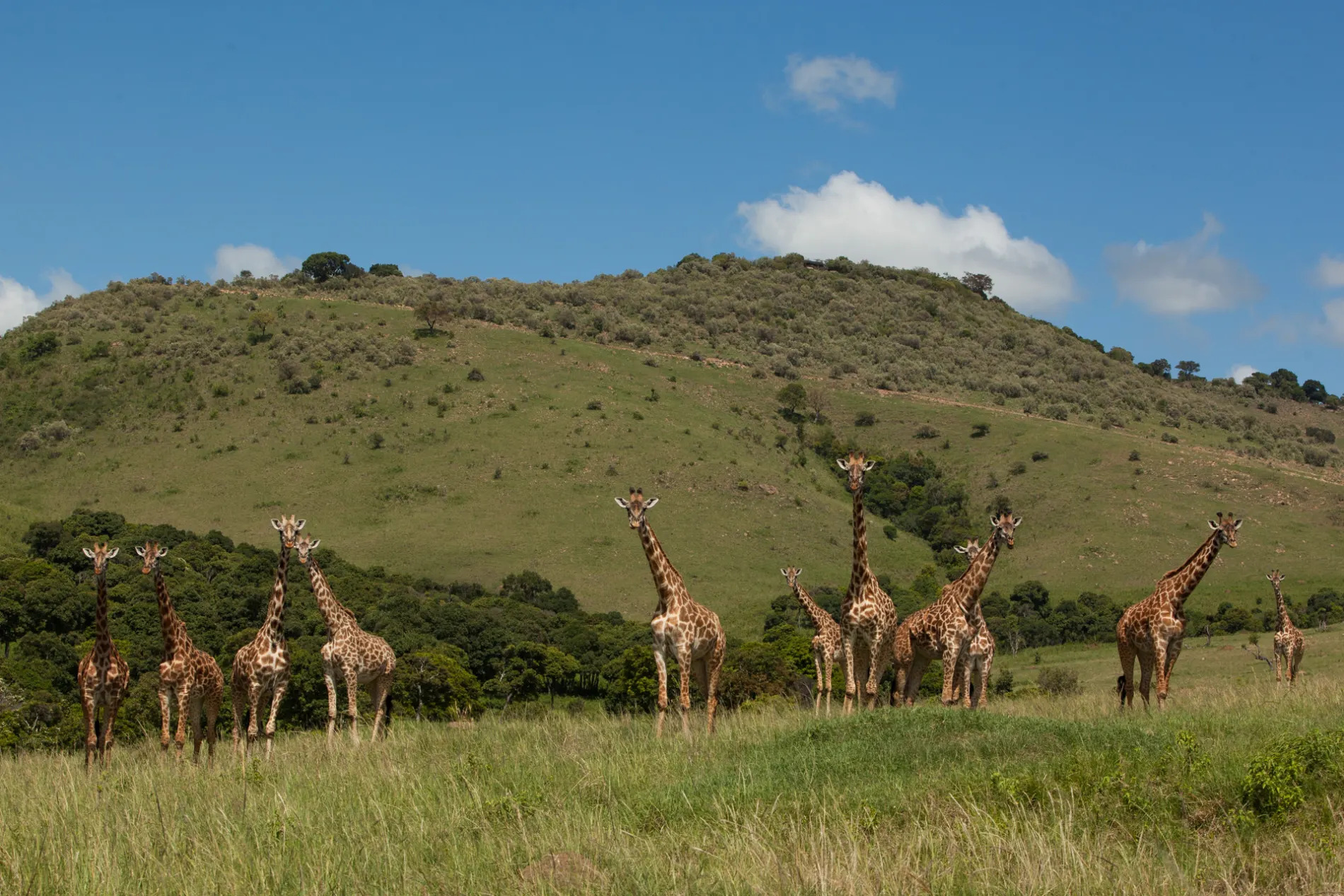 Giraffe and escarpment