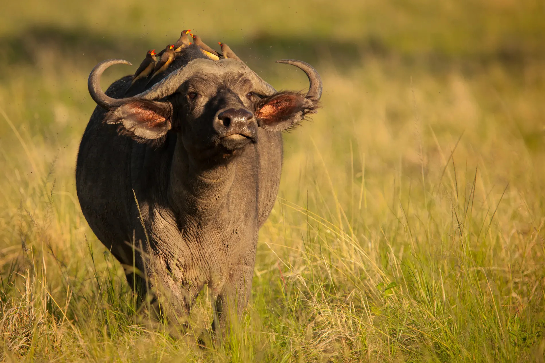 Buffalo with birds