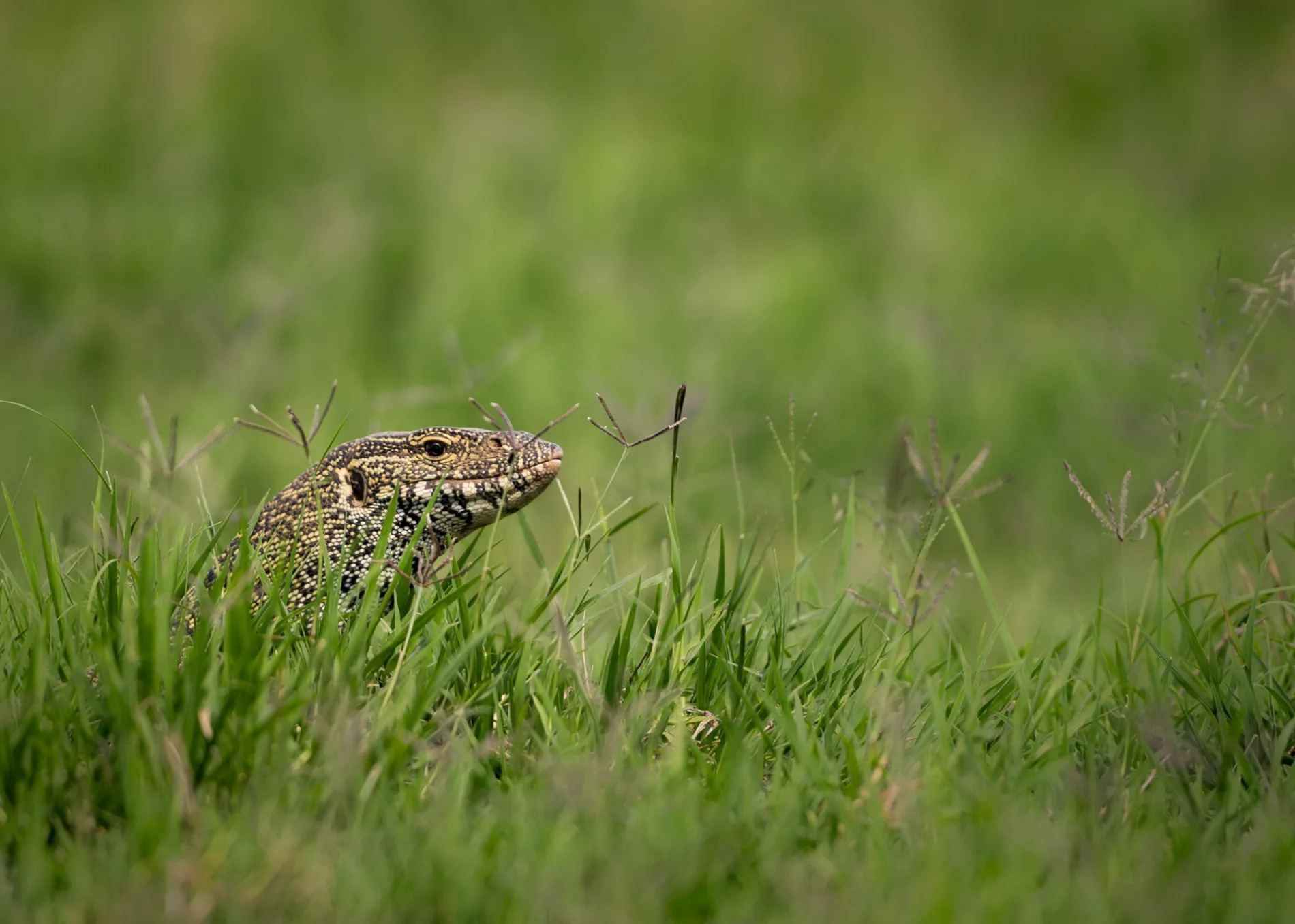 Monitor Lizzard