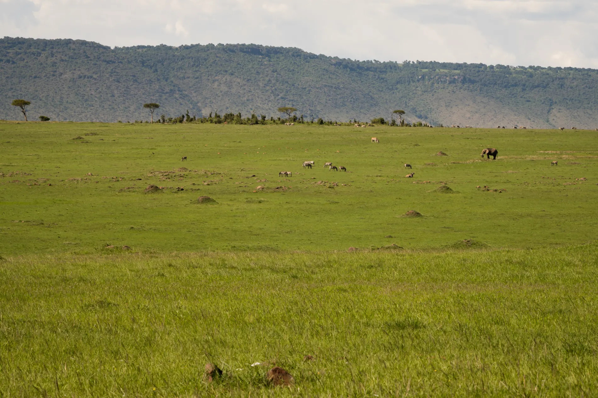 Elephant group 