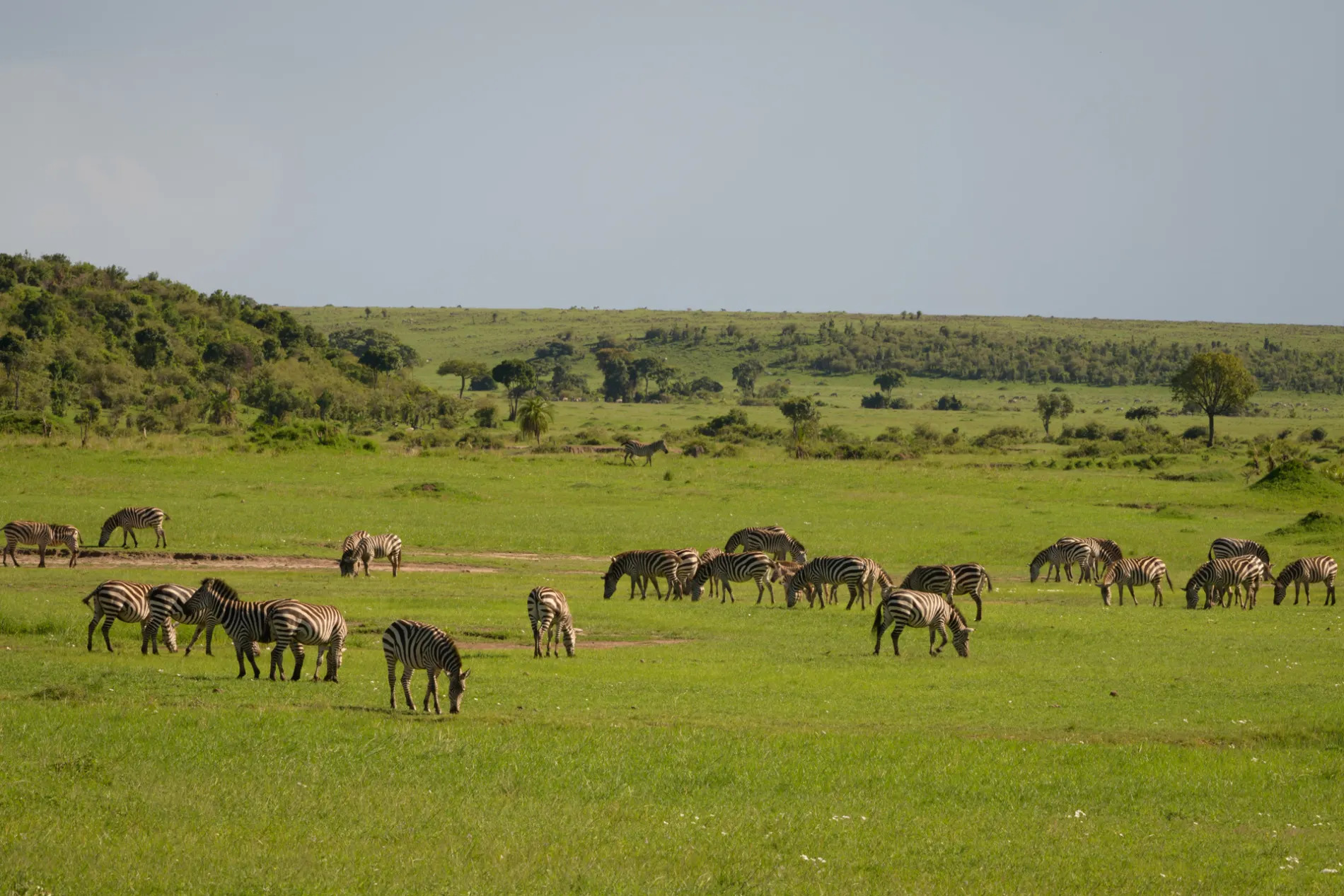 Zebra on the green grass