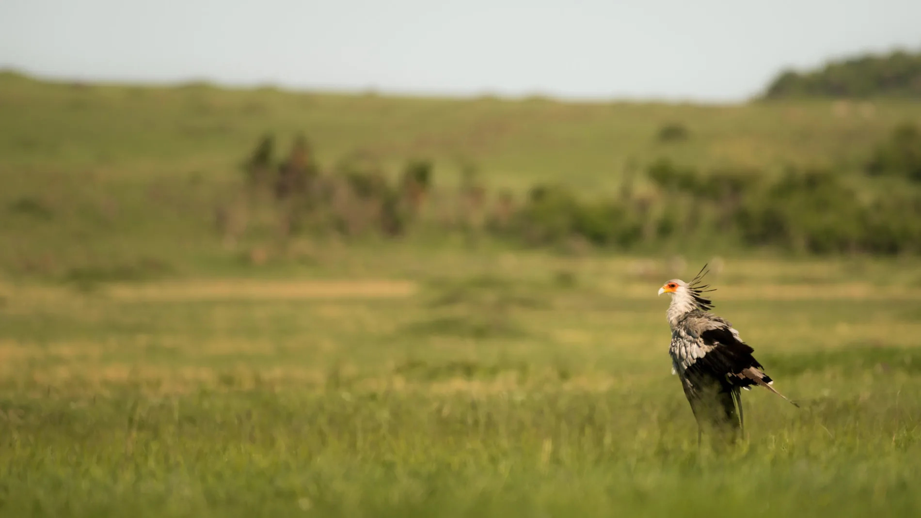 Secretary Bird