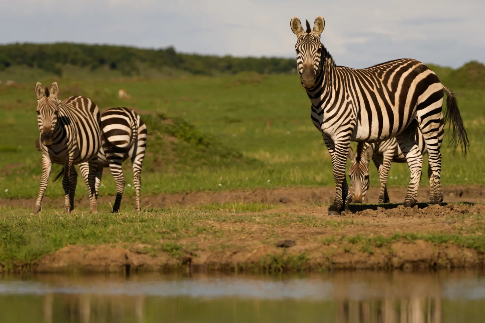 Zebra at the water