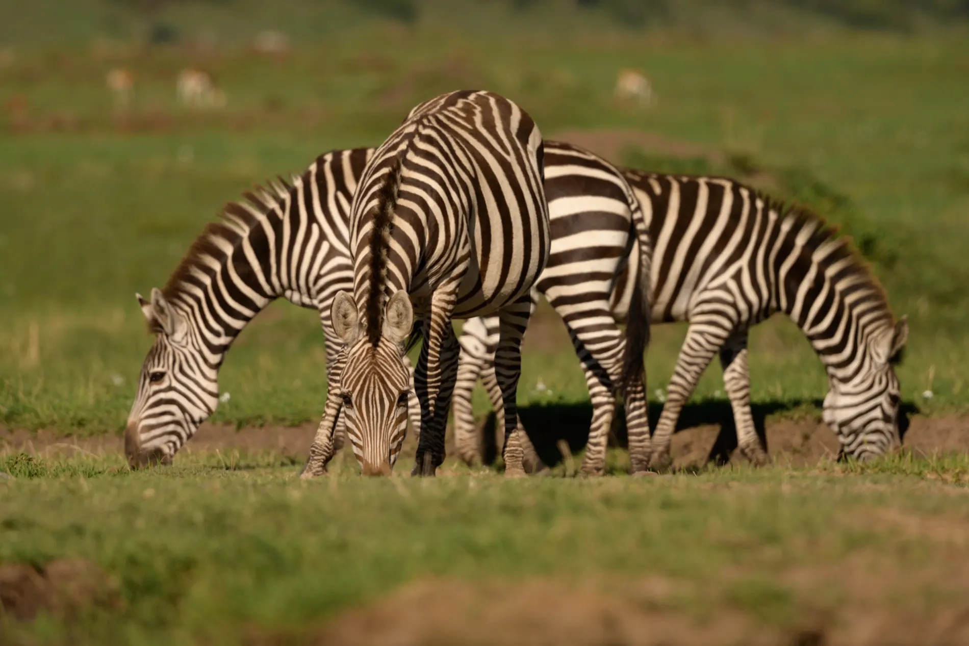 Group of zebra grazing