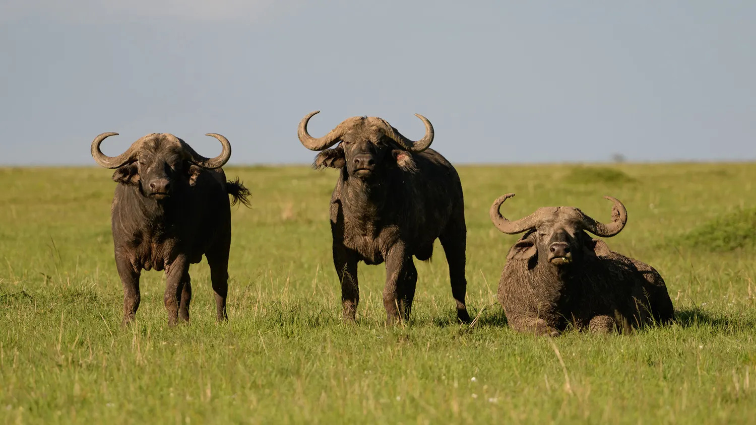 Buffalo standing