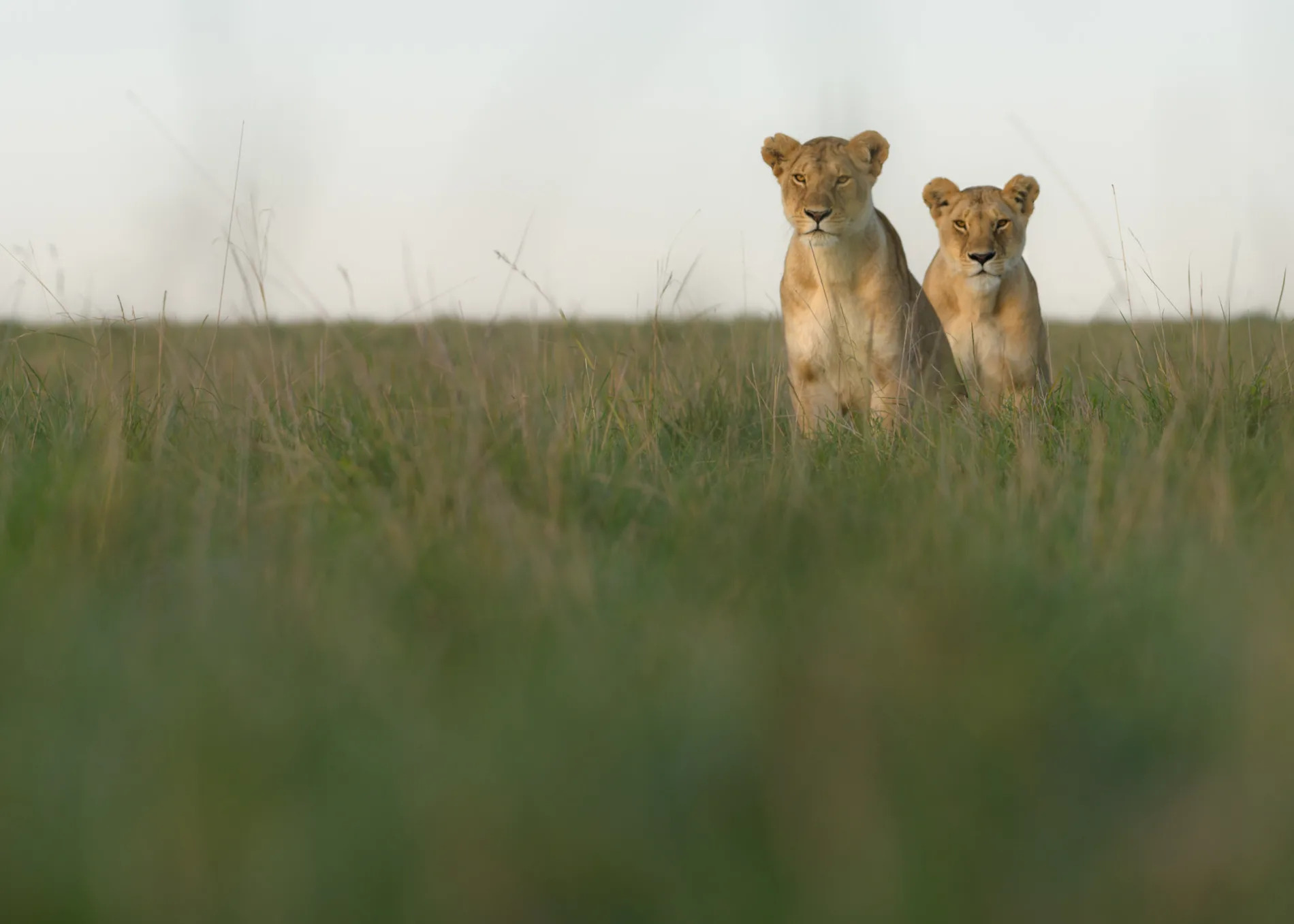 lionesses looking