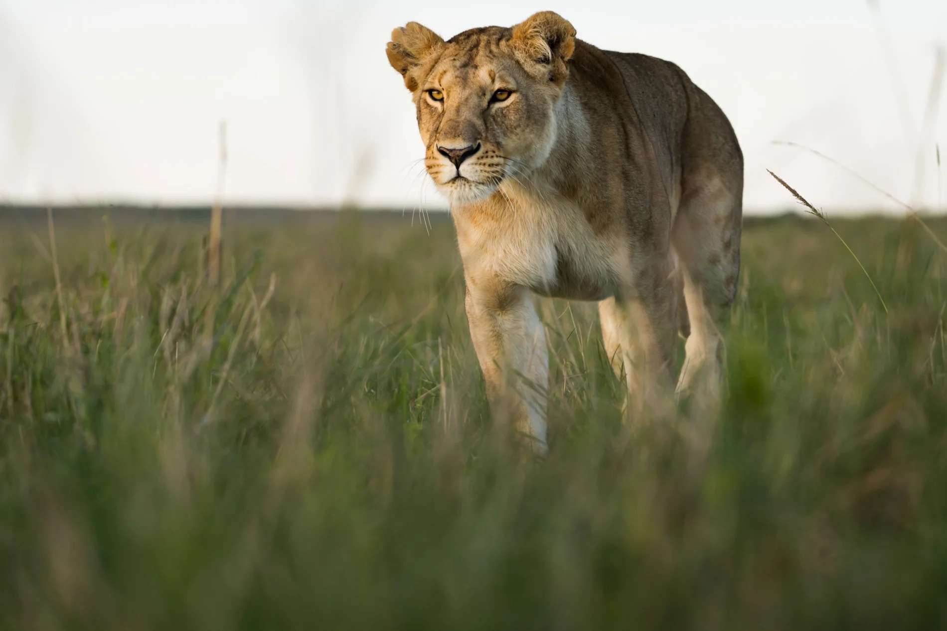 Lioness stalking