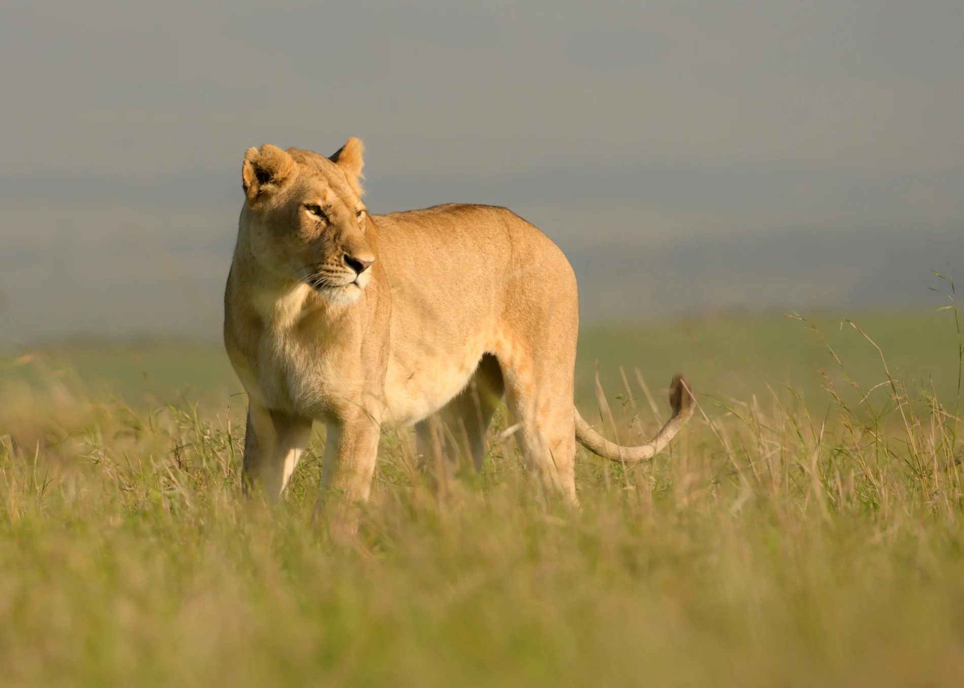 Lioness looking out