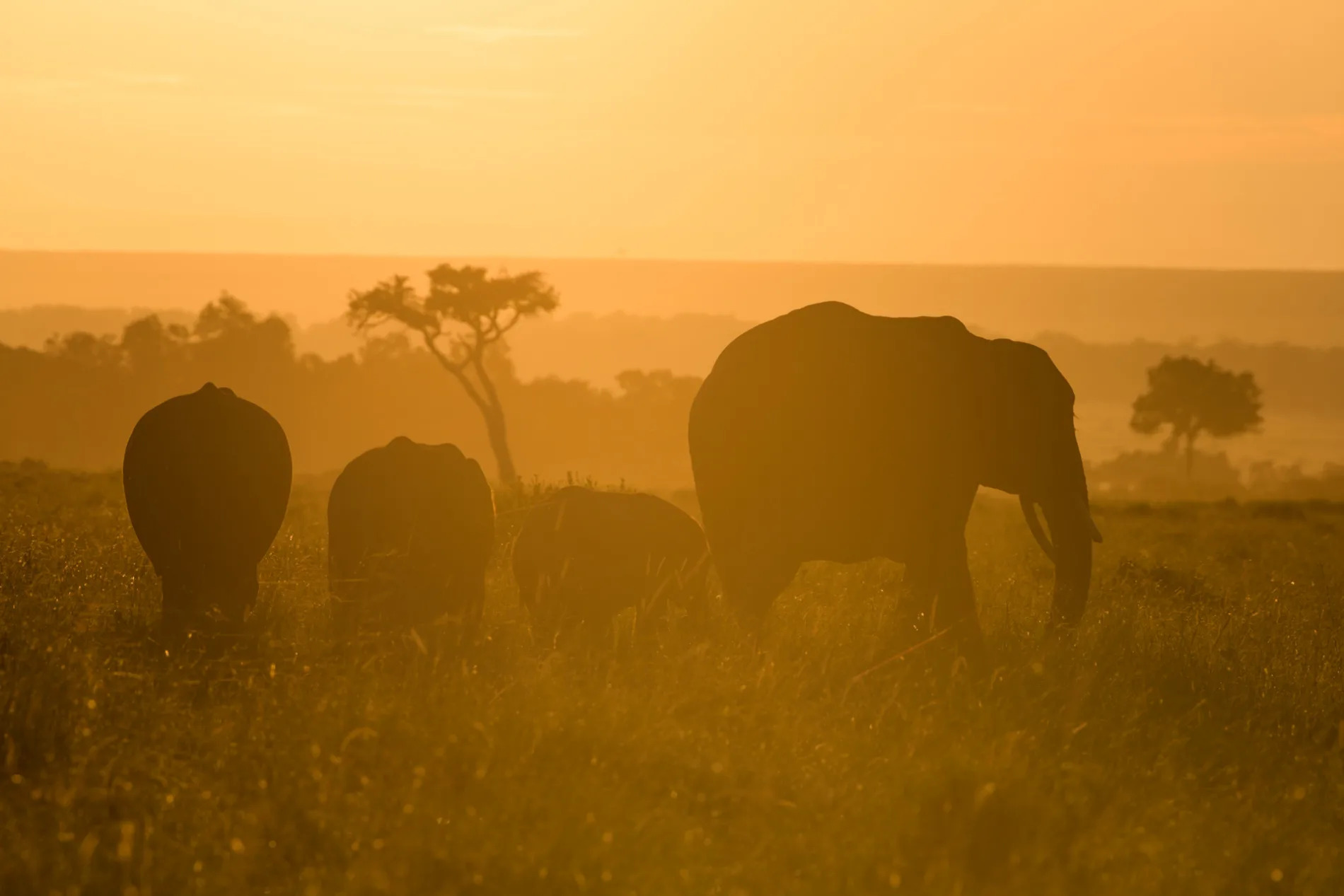 Elephant sunrise