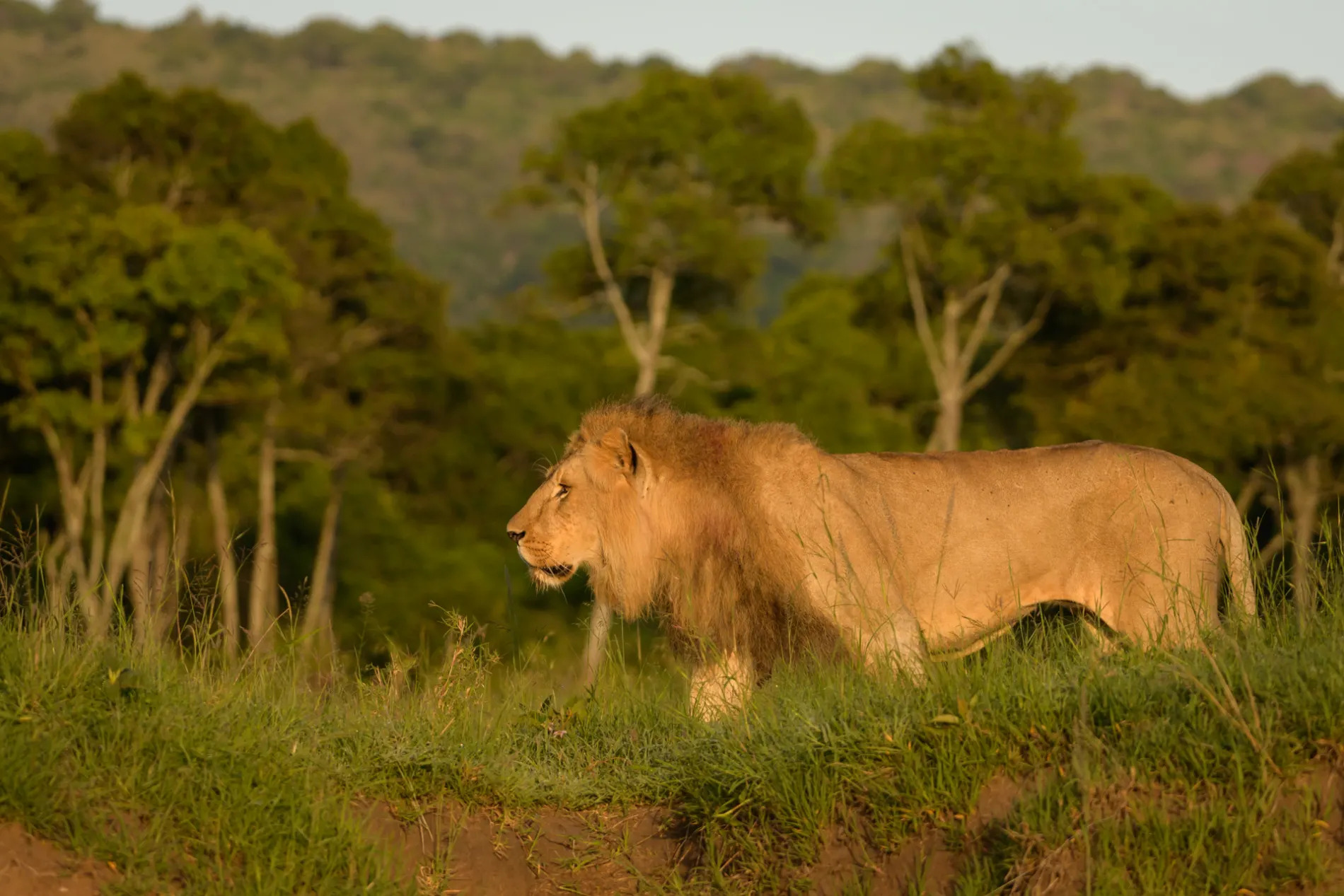 Male lion stalks