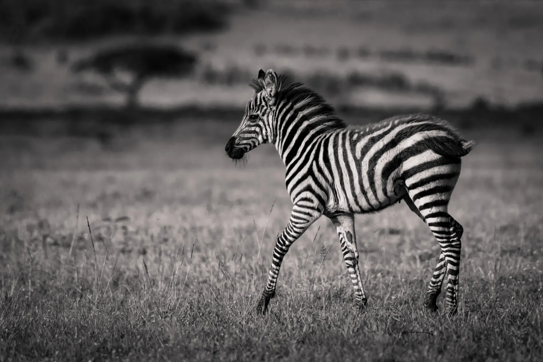 Zebra foal