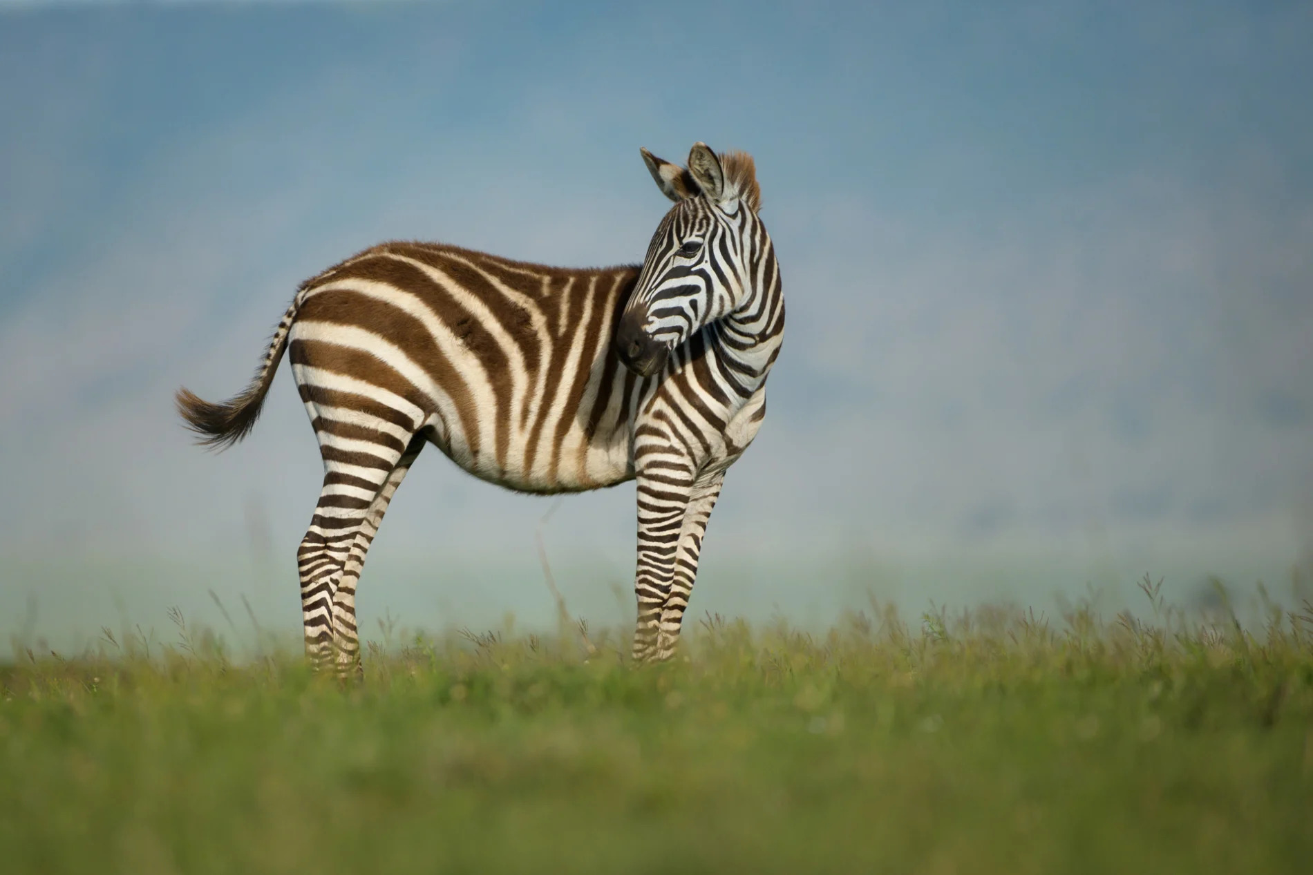 Lone zebra