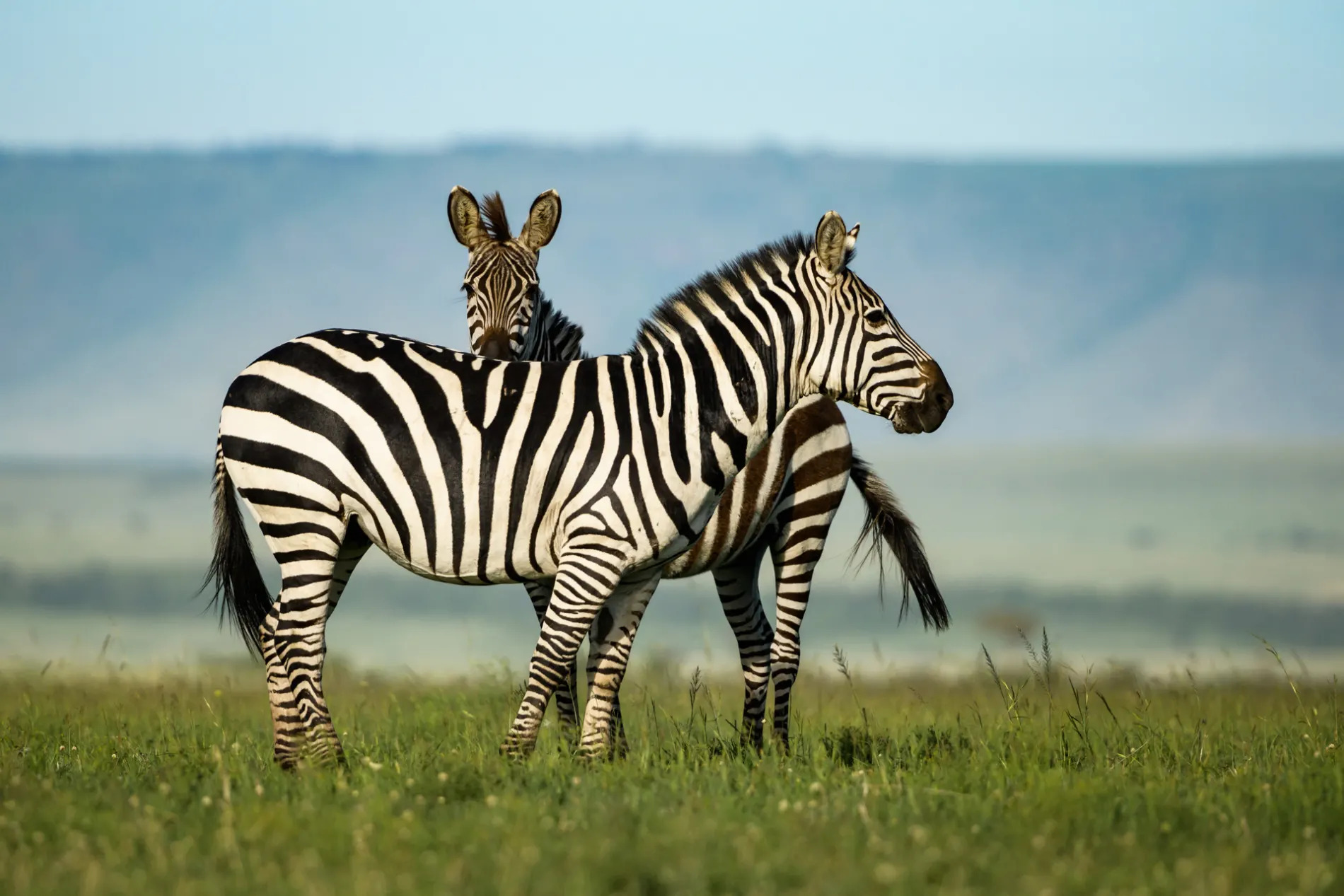 Zebra pair