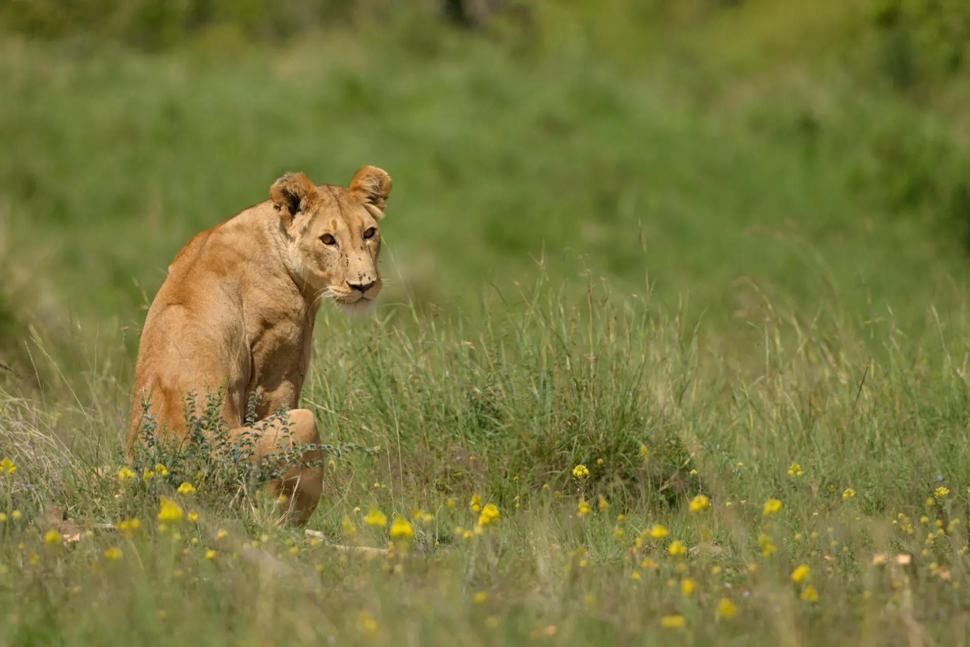 Lioness and yellow flowers