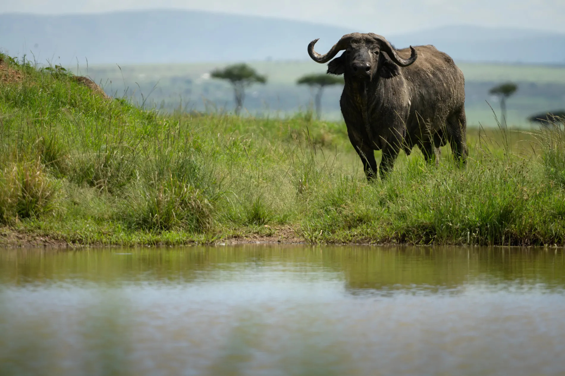 Buffalo at water