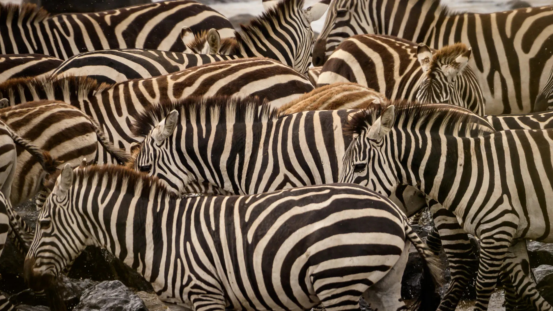 Zebra Group