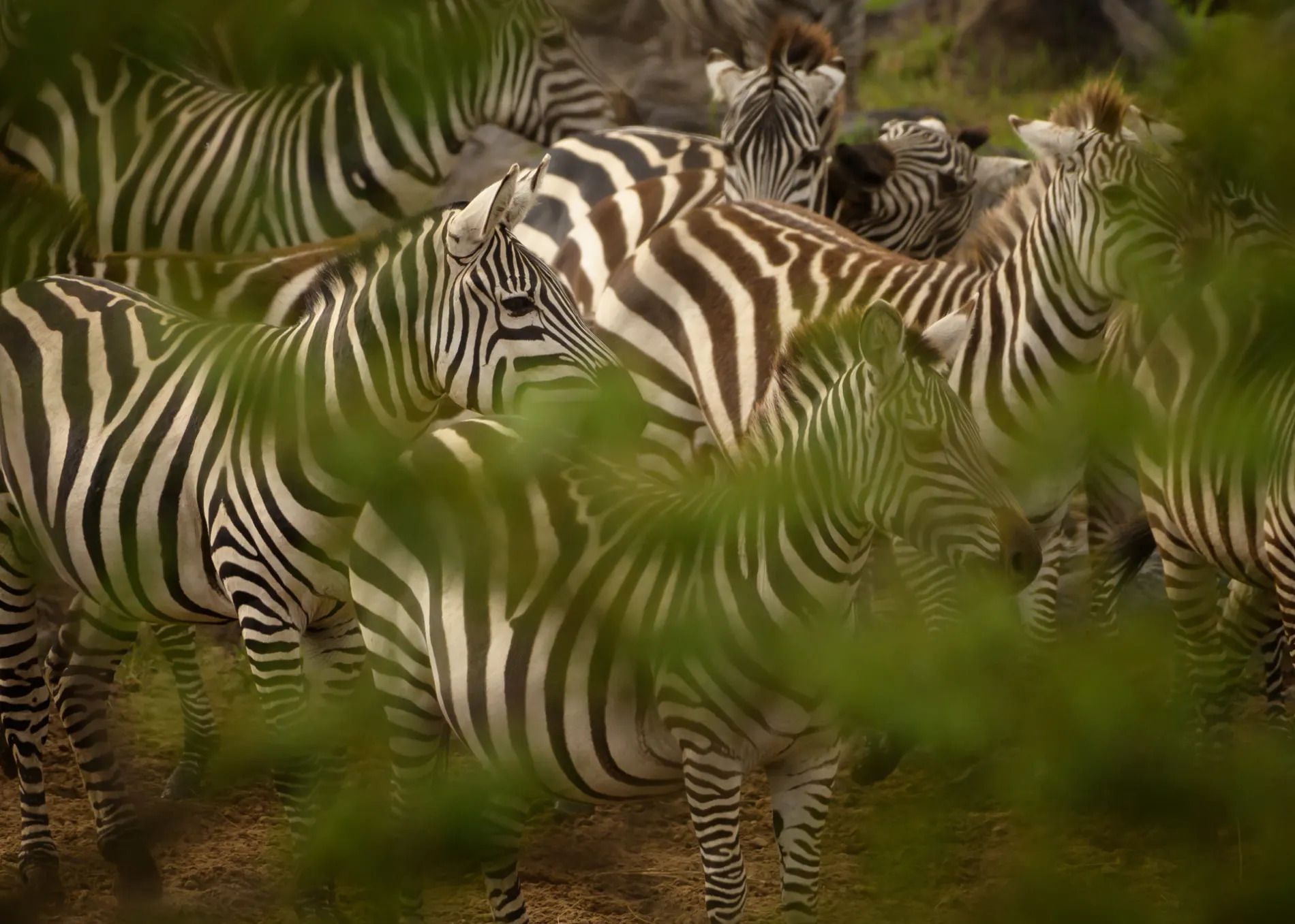 Zebra in the greenery